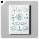 2-37_Ernst-Haeckel_canvas