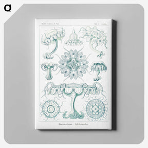2-37_Ernst-Haeckel_canvas