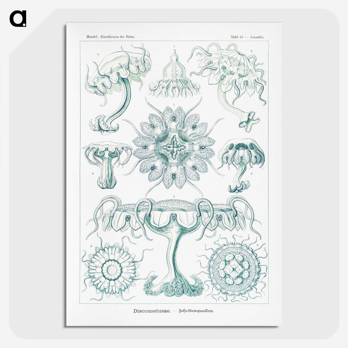2-37_Ernst-Haeckel_picture-crop