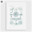 2-37_Ernst-Haeckel_picture