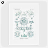 2-37_Ernst-Haeckel_picture
