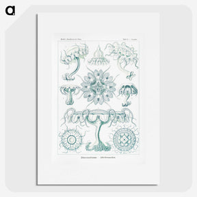 2-37_Ernst-Haeckel_picture