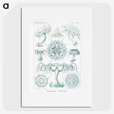 2-37_Ernst-Haeckel_picture