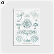 2-37_Ernst-Haeckel_postcard