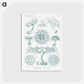 2-37_Ernst-Haeckel_postcard