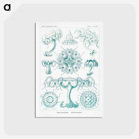 アートポストカード-Discomedusae–Scheibenquallen - エルンスト ヘッケル Postcard.