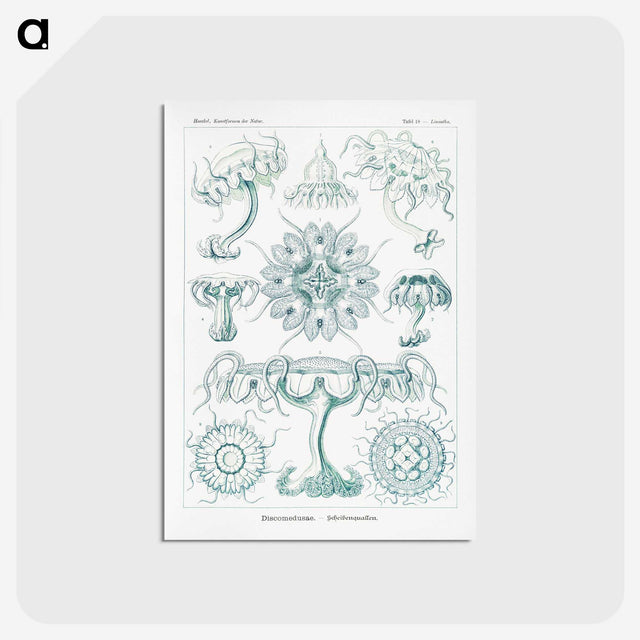 2-37_Ernst-Haeckel_postcard