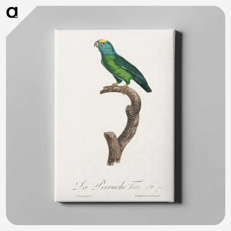 2-37_Francois-Levaillant_canvas