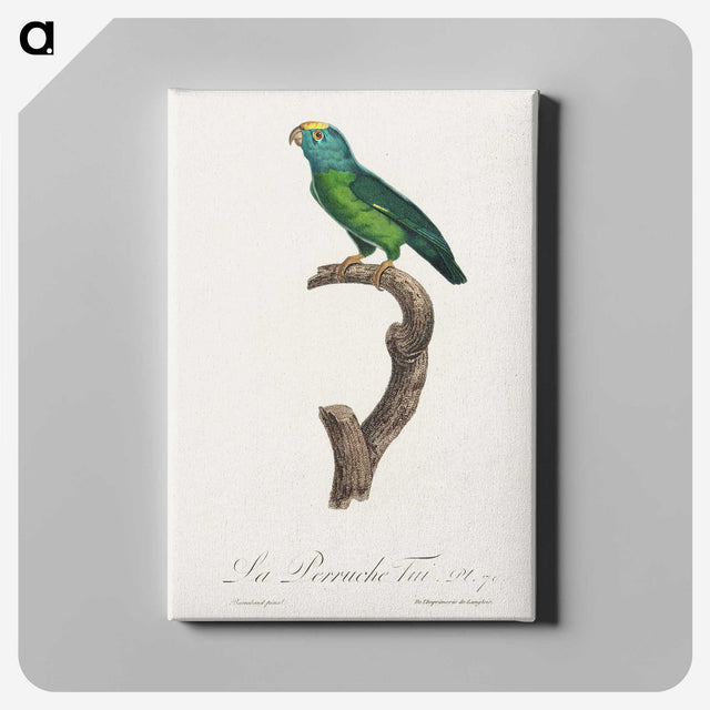 2-37_Francois-Levaillant_canvas