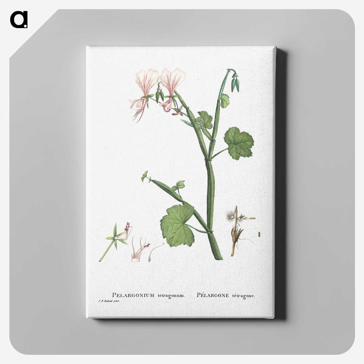 2-37_Histoire-des-Plantes-Grasses_canvas