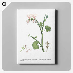 2-37_Histoire-des-Plantes-Grasses_canvas