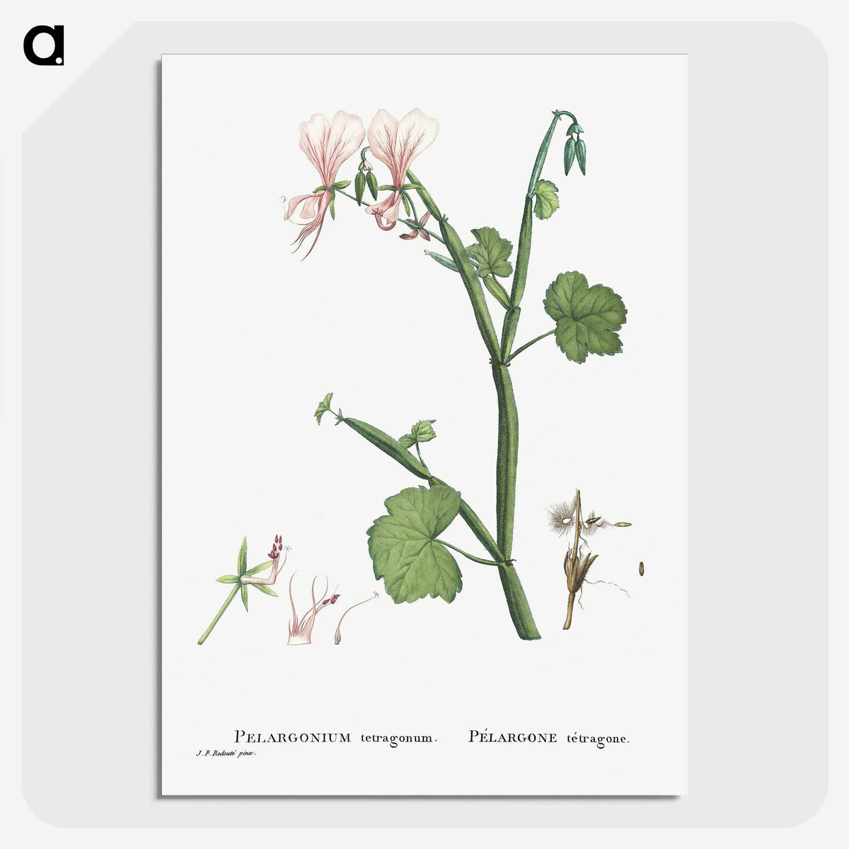 2-37_Histoire-des-Plantes-Grasses_picture-crop
