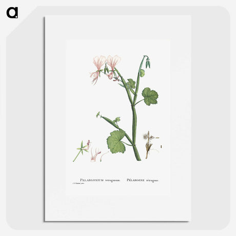 2-37_Histoire-des-Plantes-Grasses_picture