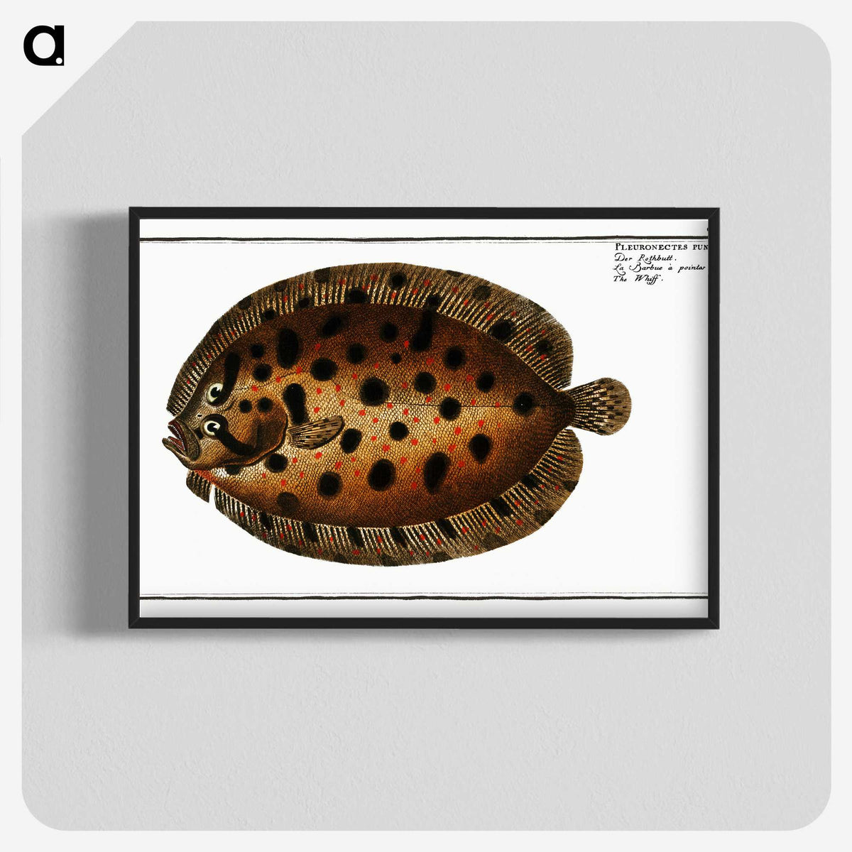 2-37_Ichtyologie-ou-Histoire-naturelle_blk-crop