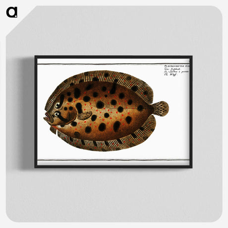 2-37_Ichtyologie-ou-Histoire-naturelle_blk-crop