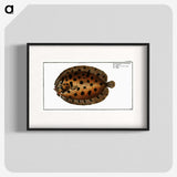 2-37_Ichtyologie-ou-Histoire-naturelle_blk