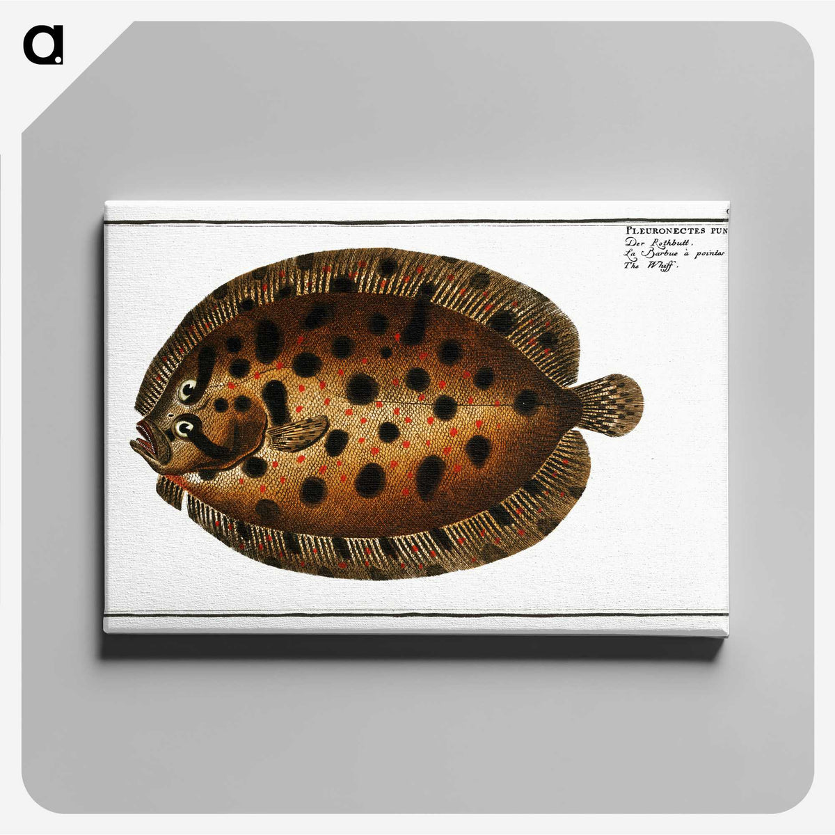 2-37_Ichtyologie-ou-Histoire-naturelle_canvas