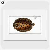 2-37_Ichtyologie-ou-Histoire-naturelle_picture