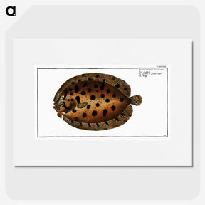 2-37_Ichtyologie-ou-Histoire-naturelle_picture