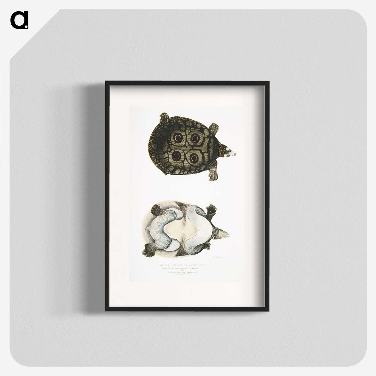 2-37_Indian-Zoology_blk