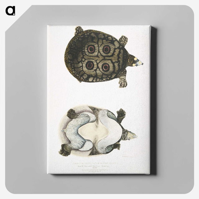 2-37_Indian-Zoology_canvas