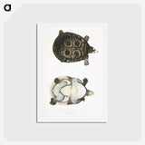 2-37_Indian-Zoology_hagaki