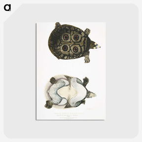 2-37_Indian-Zoology_postcard