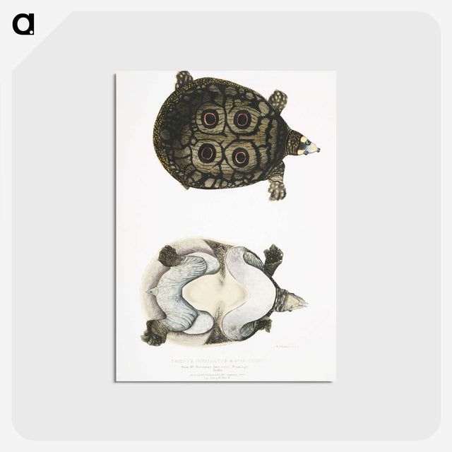 2-37_Indian-Zoology_postcard