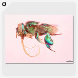 2-37_Insects-Unlocked-Project_picture-crop