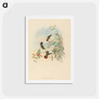アートポストカード-Festive Coquette
 - ジョン グールド Postcard.