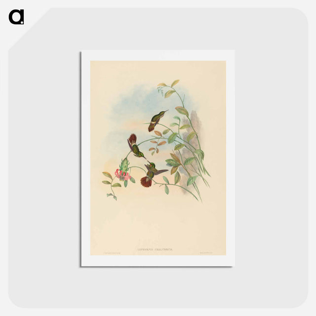 アートポストカード-Festive Coquette
 - ジョン グールド Postcard.