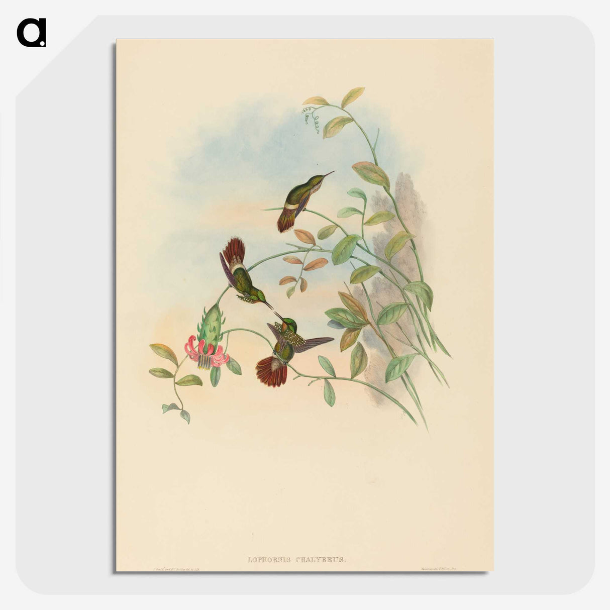 2-37_John-Gould_picture-crop