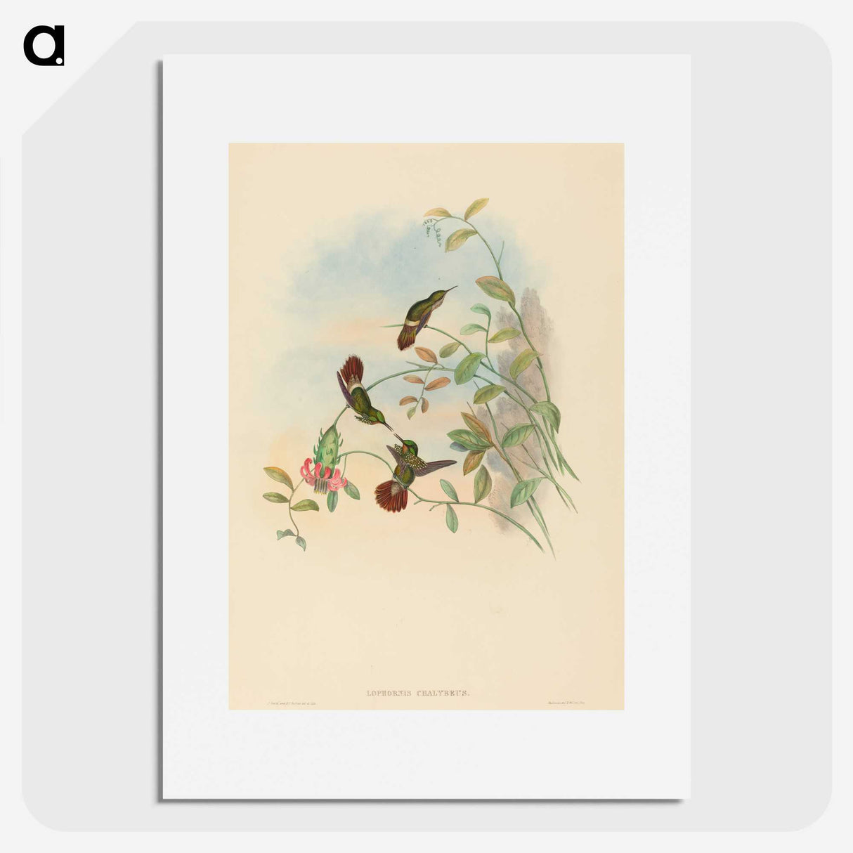 2-37_John-Gould_picture