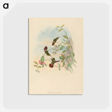 アートポストカード-Festive Coquette
 - ジョン グールド Postcard.