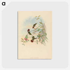 2-37_John-Gould_postcard