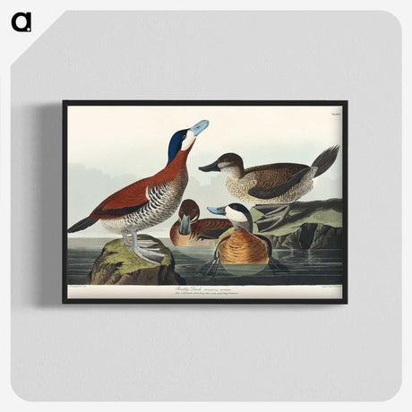2-37_John-James-Audubon_blk-crop