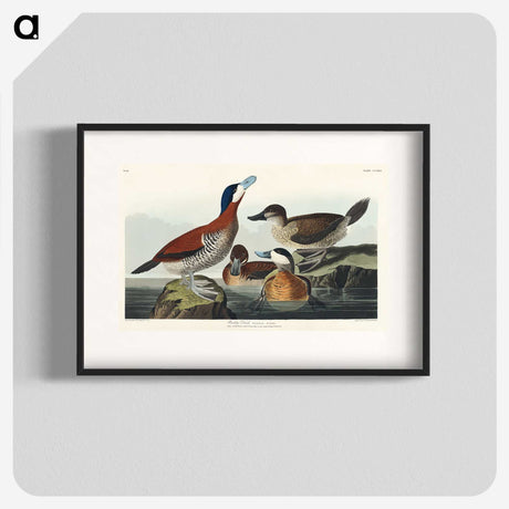 2-37_John-James-Audubon_blk