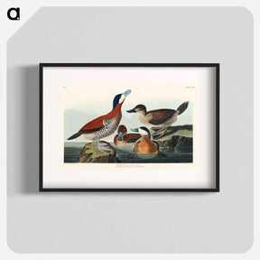 アートポスター-Ruddy Duck
 - ジョン ジェームス オーデュボン Poster.