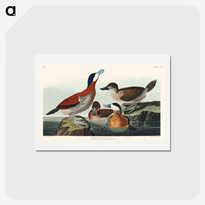 アートポストカード-Ruddy Duck
 - ジョン ジェームス オーデュボン Postcard.