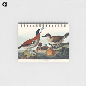 アートメモ帳-Ruddy Duck
 - ジョン ジェームス オーデュボン Memo.