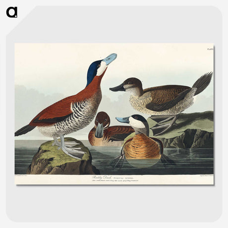 2-37_John-James-Audubon_picture-crop