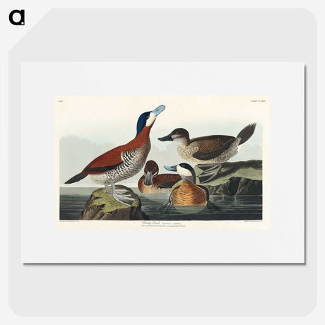 2-37_John-James-Audubon_picture