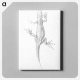 Lizard sketch - Julie de Grague Canvas.