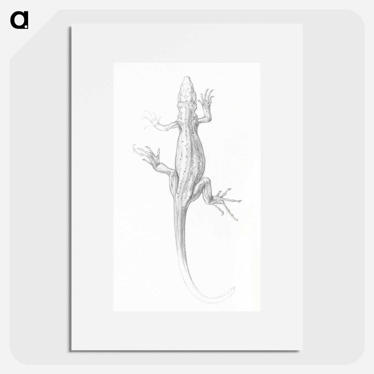 Lizard sketch - Julie de Grague Poster.