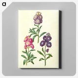 2-37_Maria-Sibylla-Merian_canvas