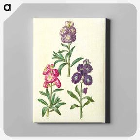 アートパネル-Flower Wreath
 - マリア ジビーラ メーリアン Canvas.
