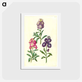 アートポストカード-Flower Wreath
 - マリア ジビーラ メーリアン Postcard.