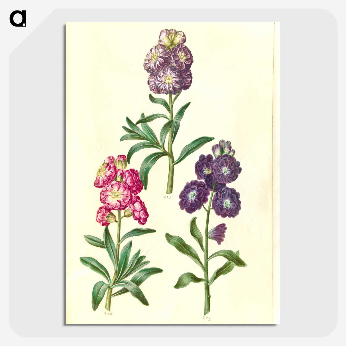 2-37_Maria-Sibylla-Merian_picture-crop