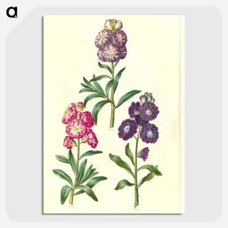 2-37_Maria-Sibylla-Merian_picture-crop