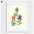 2-37_Maria-Sibylla-Merian_picture